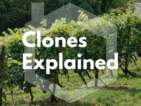 Explained: What are grapevine clones?