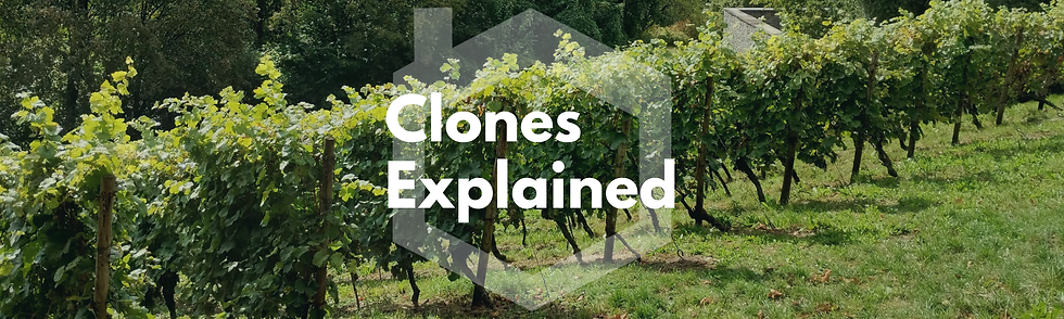Explained: What are grapevine clones?