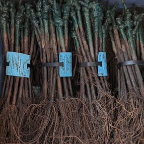 The importance of Soil Analysis and Rootstocks