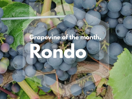 Grapevine of the month: Rondo