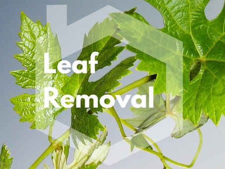Leaf Removal for Grapevines