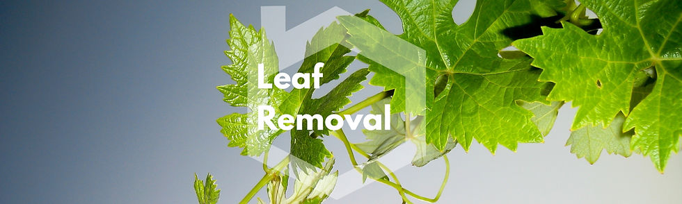 Leaf Removal for Grapevines