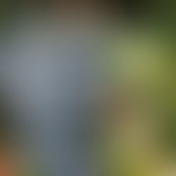 Grapevine of the Month: Divico