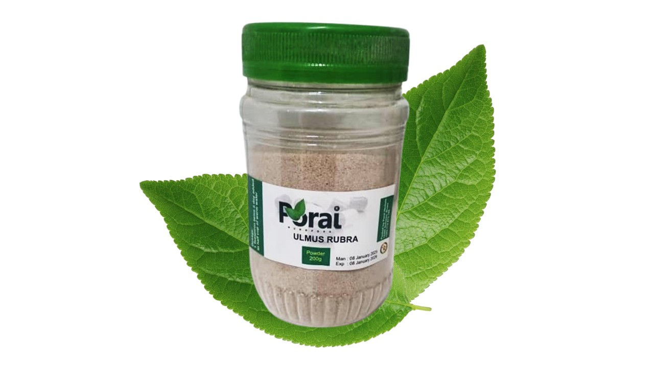 Ulmus Rubra