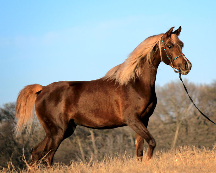 "Chili" arrives in New Mexico!