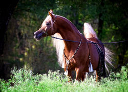 Damascus9874fxxxff_edited