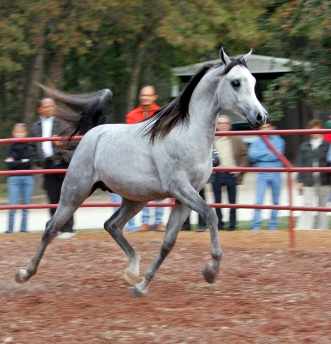 Hallmarq KA