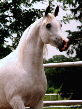 DB Shahlaha