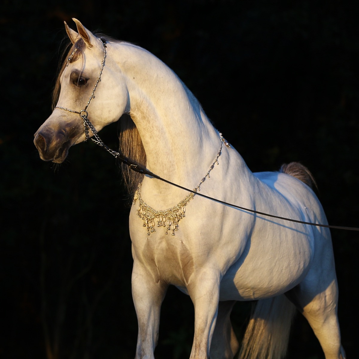 Арабская порода сиглави. Арабская лошадь паломино. Англо-арабская порода лошадей. Арабская чистокровная сиглави. Арабская лошадь голубая.
