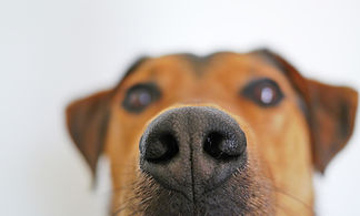 dog-838242_1920.jpg