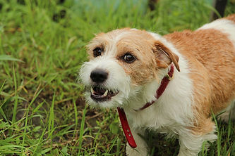dog-5671546_1280.jpg