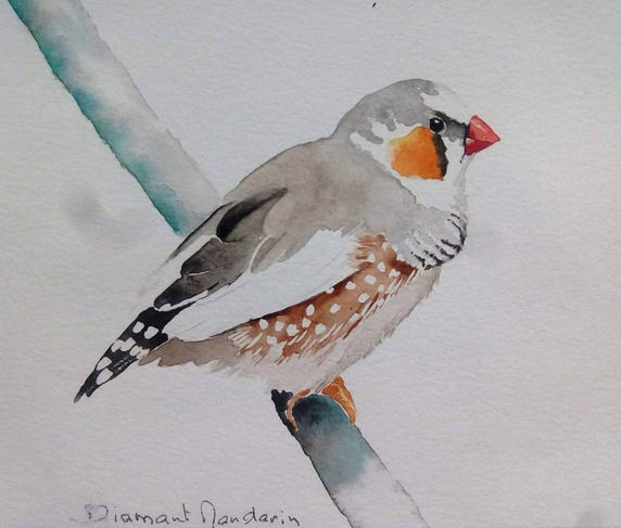 Diamant mandarin .jpeg