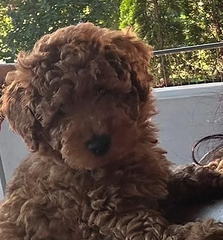 Family-raised doodle puppy