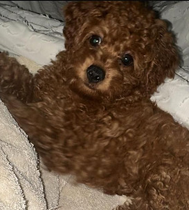Playful doodle puppy