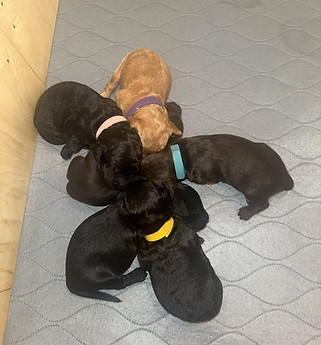 Adorable Assorted F1B Minidoodle Puppies Cuddling