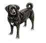 DOG.png