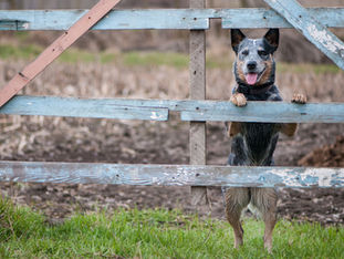 The Myth of "Use Cases" - LES SVC Part 2