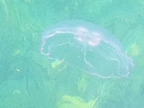 Transparency, Transparency, Transparency