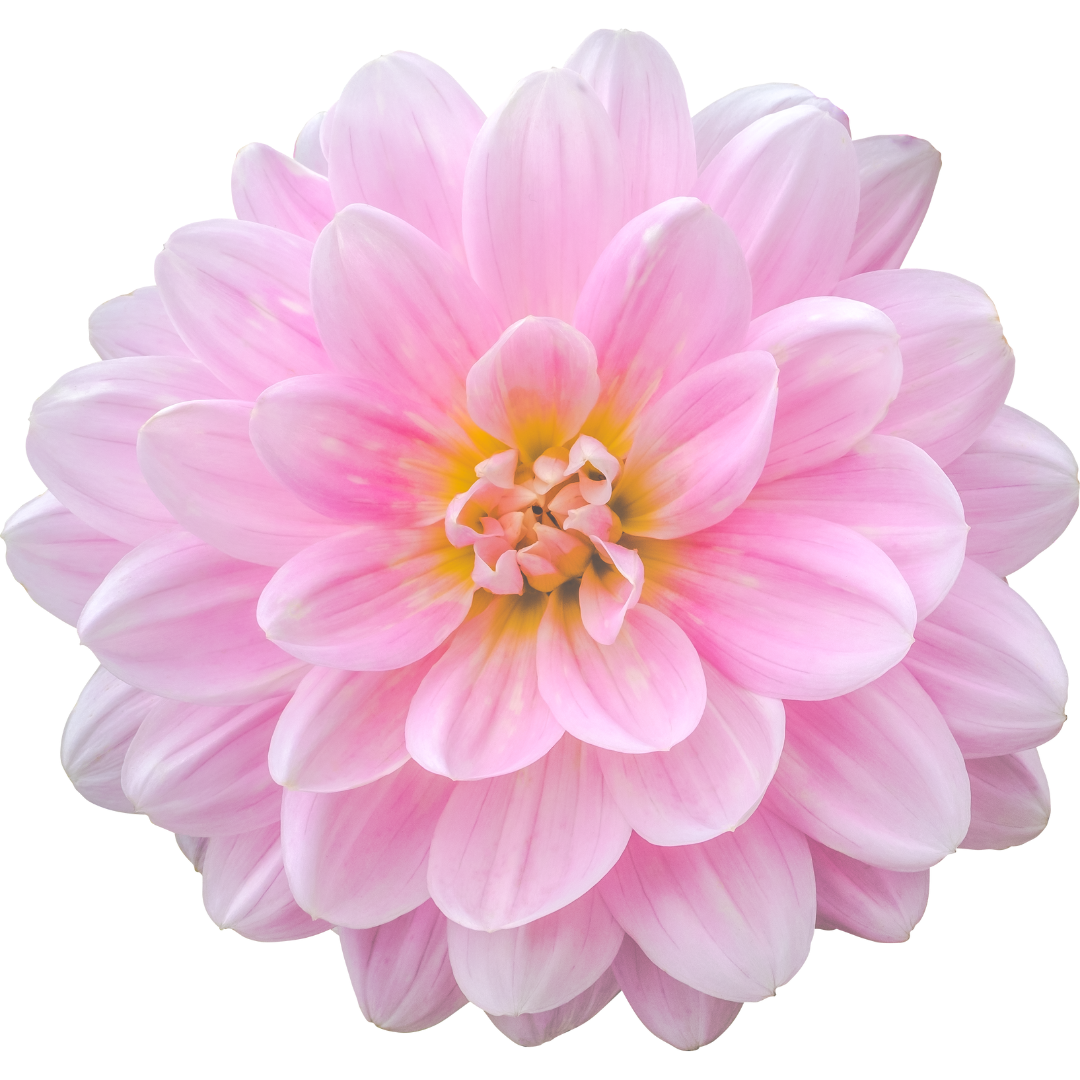 flower 2.png