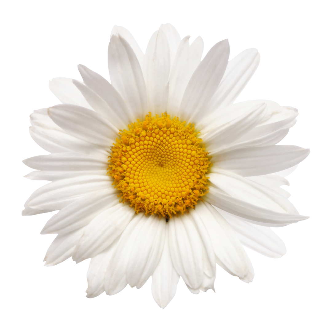 flower 1.png