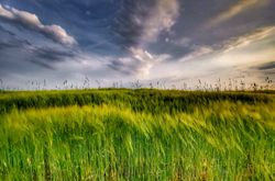 Fuji Crystal Archive