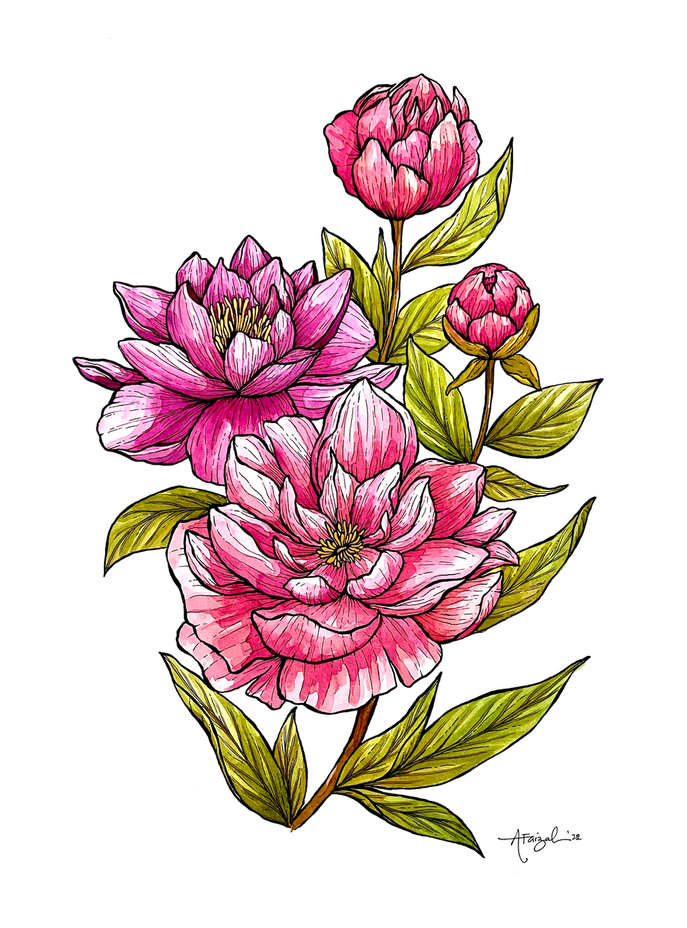Peony flowers