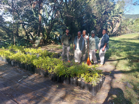 Arbor Month Sappi RTES Programme protecting medicinal plants