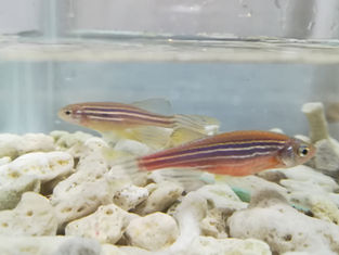 UKZN Cutting-edge Research Unleashes the Power of Zebrafish 