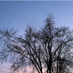 Tree Silhouette