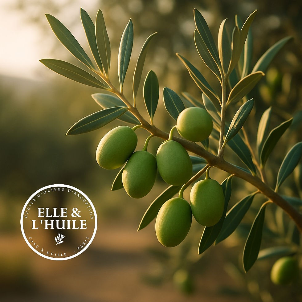 Aglandau : l’olive emblématique de Provence