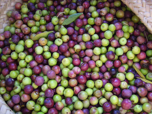🌿 Cultivar à l'honneur : Arbequina, la douceur catalane qui séduit le monde