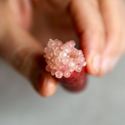Thumbnail: Élixir Artisanal Citron Caviar Fruits at Home - Sirop Naturel Gourmet Unique
