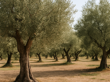 🫒 L’Oléacéine – Le Trésor Caché de l’Huile d’Olive Extra Vierge