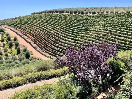 🇿🇦 L’Afrique du Sud brille à nouveau au NYIOOC : 12 prix prestigieux pour ses huiles d’olive