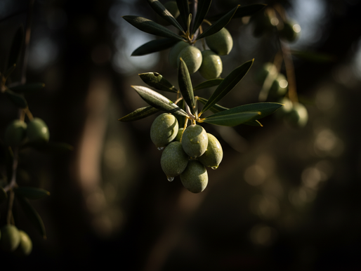 Guide des huiles d'olive française AOP : un trésor à découvrir