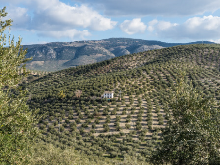 🌿 Knolive : l'excellence espagnole en huile d'olive extra vierge