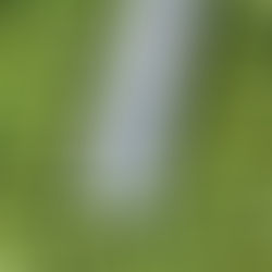 Huile d’olive IGP Sicile : l’expression authentique du terroir sicilien