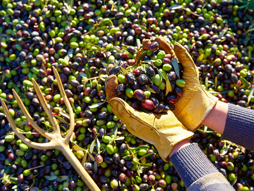 🫒 Moulin Cornille : Le cœur battant de l’huile d’olive provençale, entre tradition et modernité