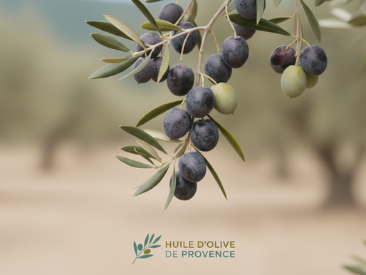 Tout savoir sur les huiles d'olive certifiées AOP de France