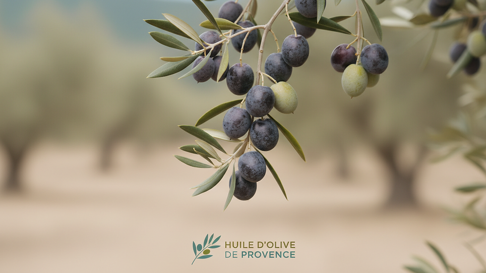 Vue rapprochée d'olives mûres sur un arbre dans une oliveraie provençale
