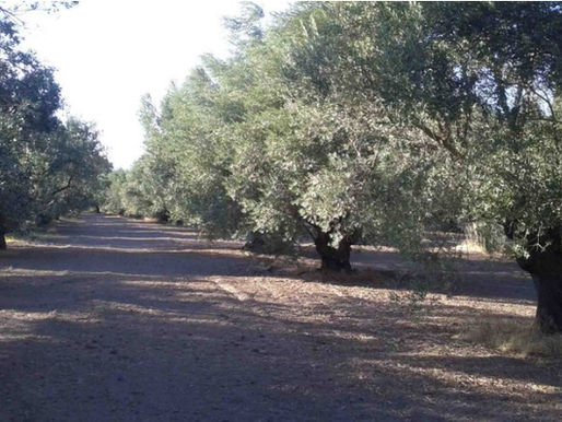 🌿 Bienvenue dans l’univers de Makaros Edos – L’or de Lesbos