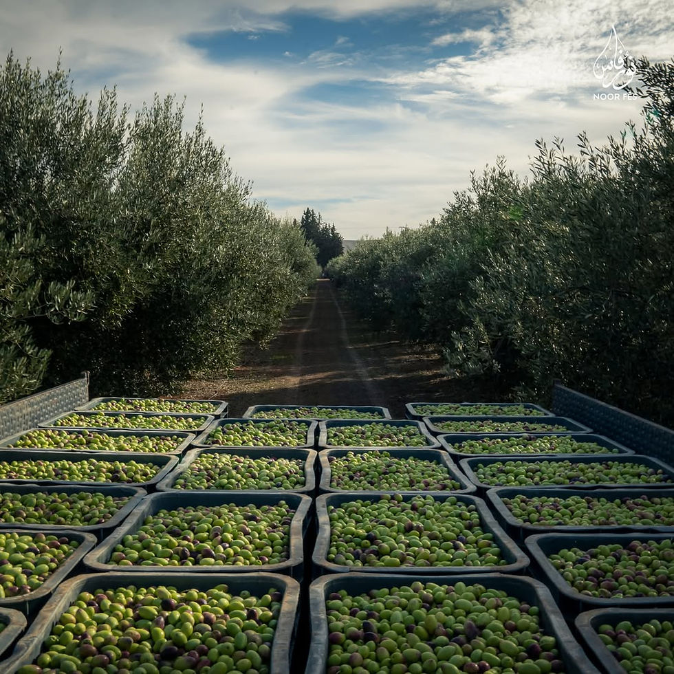 Miniature : Huile d’olive extra vierge marocaine Noor Fès avec packaging authentique.