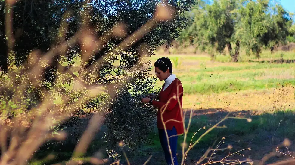 Un avenir prometteur pour l’huile tunisienne