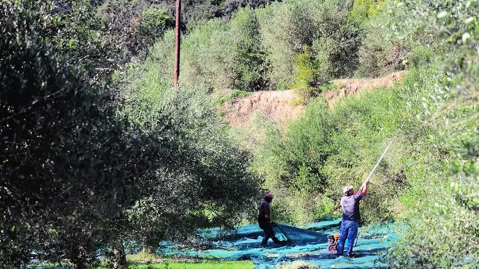 Un ajout récent à la gamme de produits méditerranéens de Kosterina est les olives de table Kalamata et Konservolia vertes
