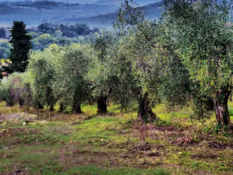 🌿 L’Italie accélère sur la culture bio de l’olivier : une révolution verte en marche