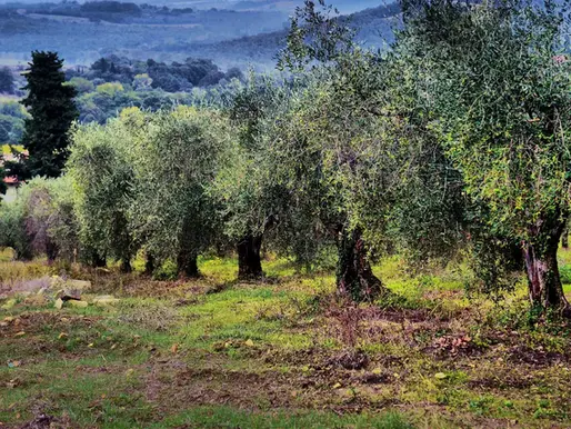 🌿 L’Italie accélère sur la culture bio de l’olivier : une révolution verte en marche