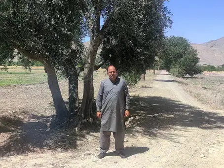 🇵🇰 Loralai Olives : Quand le Pakistan entre dans la cour des grands de l’huile d’olive