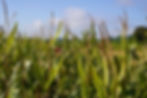image00003.JPG