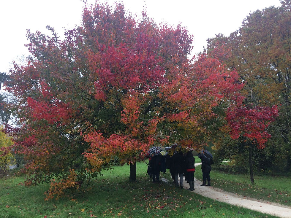 Pyrus calleryana