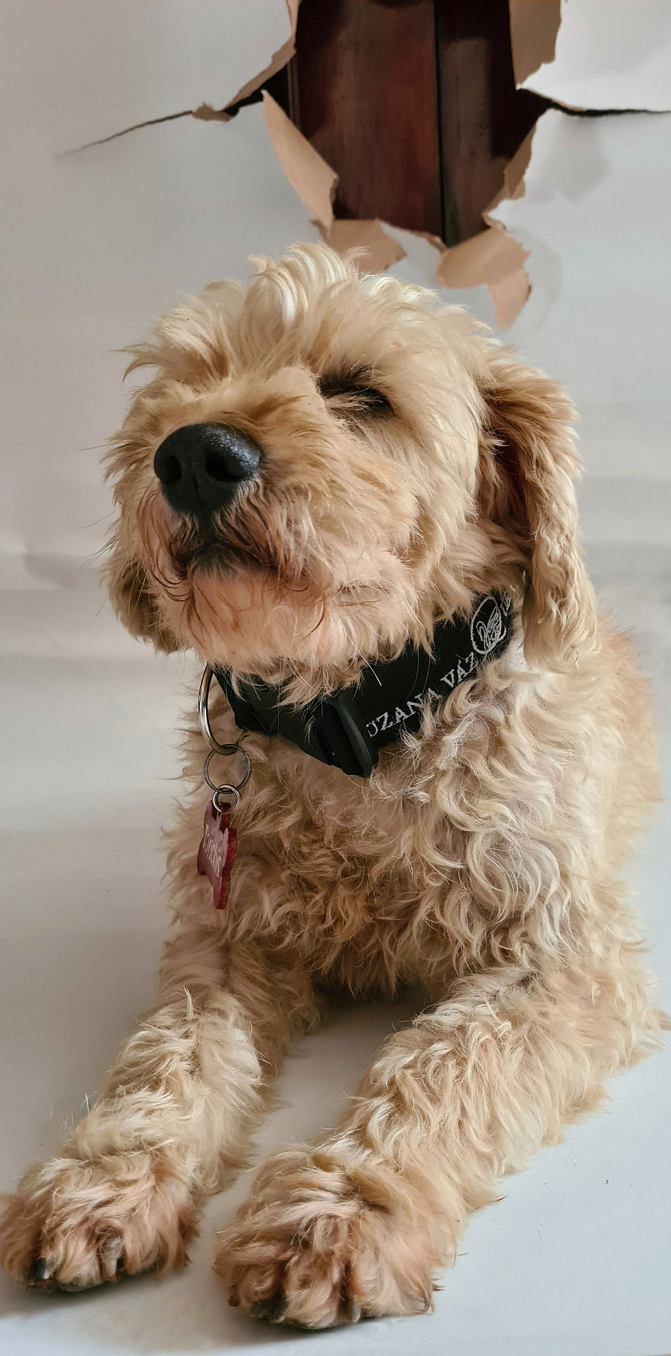 Miniatura: Collares ajustables mascotas